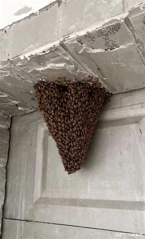 李子 蜜蜂在家筑巢